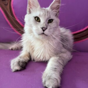 Optimized by JPEGmini 3.18.21.233342501-TBTBLNP 0x37d781f3 Wonder - Maine Coon