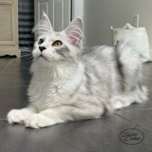 Wynter - Maine Coon