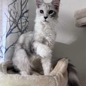 Optimized by JPEGmini 3.18.21.233342501-TBTBLNP 0x9b530fbe Wynter - Maine Coon