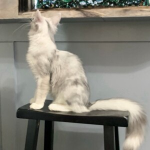 Wynter - Maine Coon
