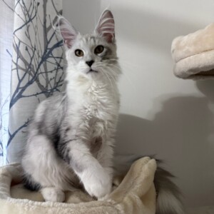 Wynter - Maine Coon