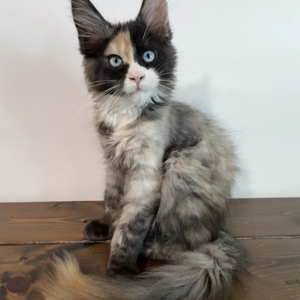 Isabella is a Smoke Tortie w/White and Dominant Isabella