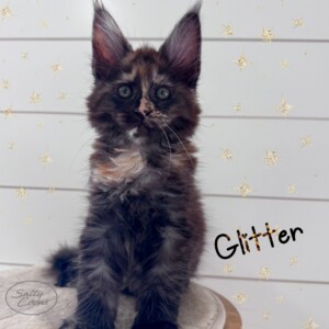 Our youngest growing queen with green eyes!