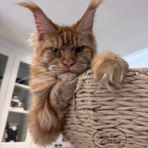 Ruby has the ultimate Mean Mug! Red Classic Tabby Ruby