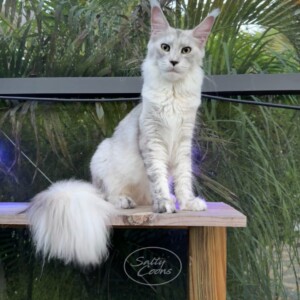 Mary Ann is an Exquisite High Smoke Tortie Mary Ann