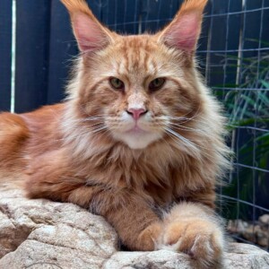 Blaze, Red Classic Tabby