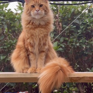 Blaze, our Amazing Red Classic Tabby Blaze