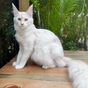 Ginger is a Red Silver Shaded Girl