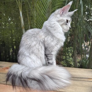 Mary Ann is a High Smoke Tortie Mary Ann