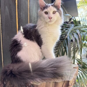 Merritt is a Blue/White
Bi-Color Merritt