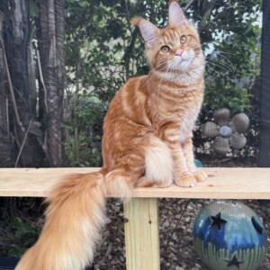 Roxanne is a Gorgeous Red classic Tabby Roxanne