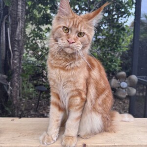 Red Classic Tabby