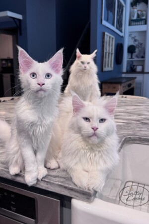 Three Gens of White White Girls