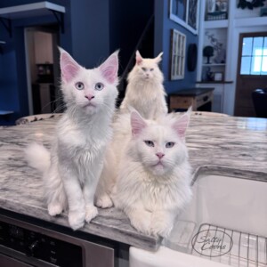 Three Gens of White White Girls