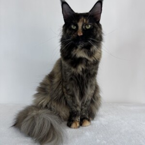 Loretta, Black Smoke Tortie