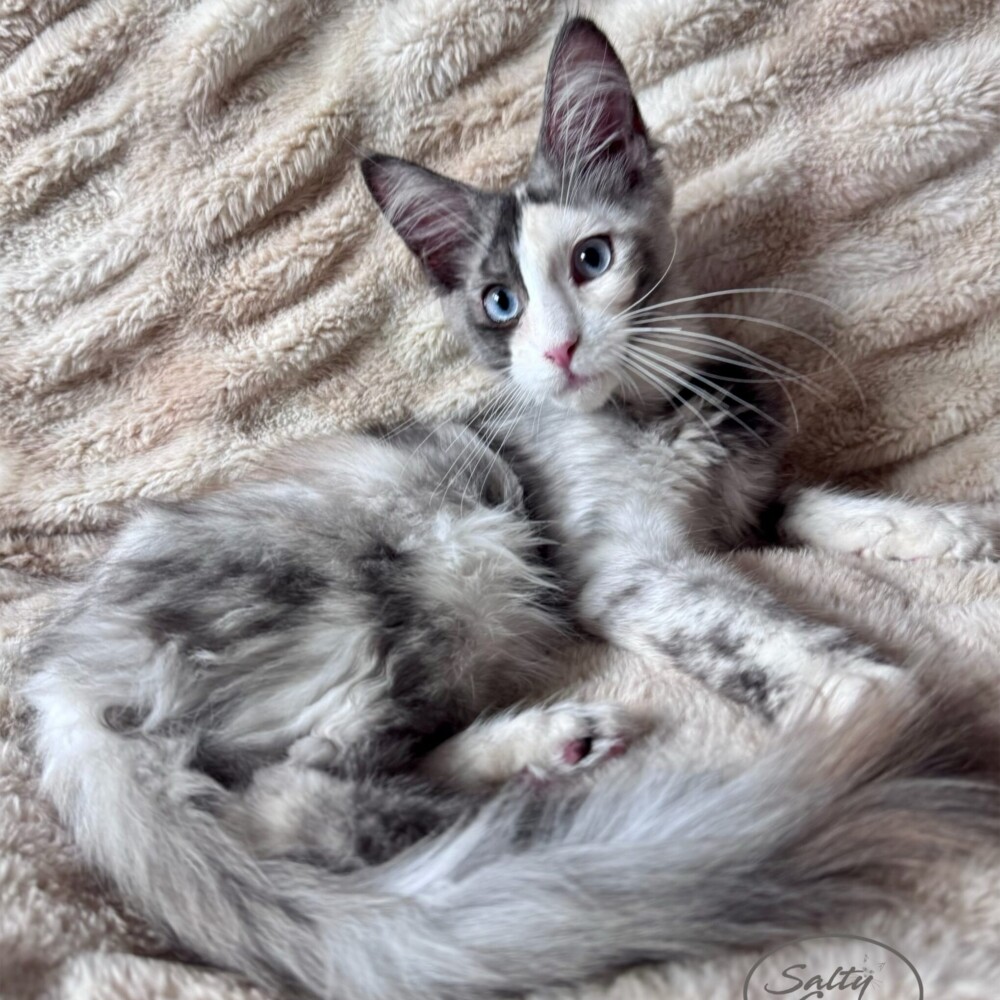 Meet Aria, Smoke Tortie with Dominant Blue Eyes. Aria