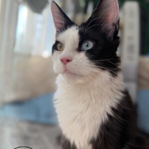 Kiara is a Bi-Color Maine Coon with Odd Colored Eyes! Kiara