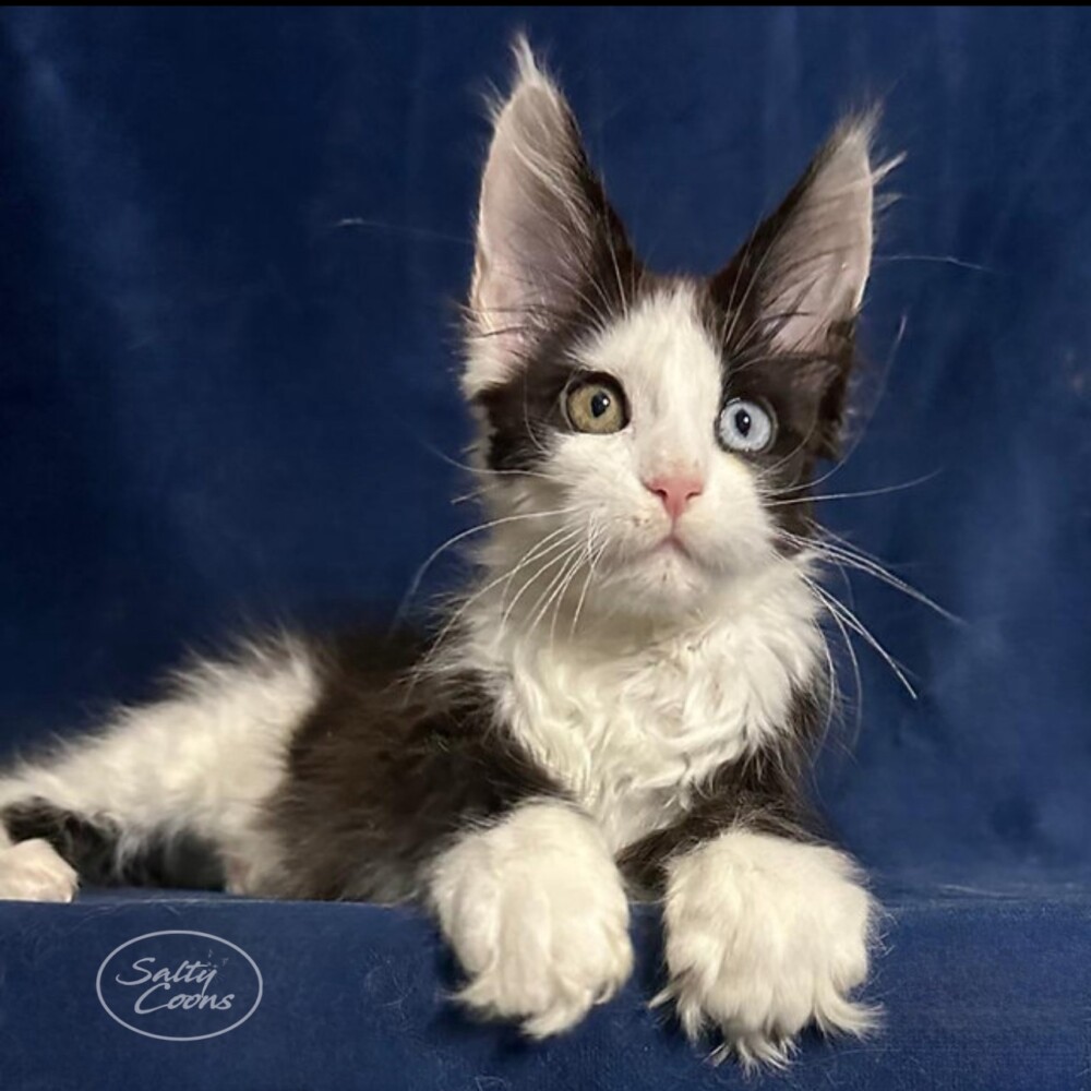 Kiara is a Bi-Color Miane Coon with Odd Colored Eyes! Kiara