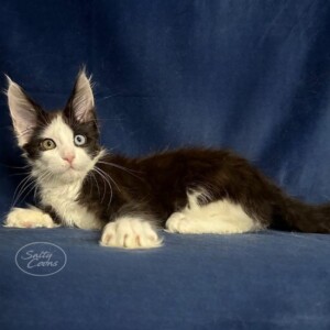 Kiara is a Bi-Color Maine Coon with Odd Colored Eyes! Kiara