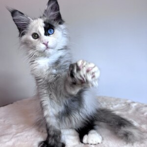 Stella Luna is a one of a kind, Smoke Tortie w/White and Herterochromia! Stella Luna