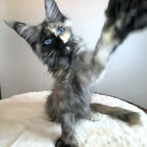 Esther is a Black Smoke Tortie w/white. She is a polydactyl and has Heterochromia! Esther