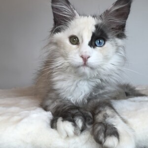Stella Luna is a one of a kind, Smoke Tortie w/White and Herterochromia! Stella Luna