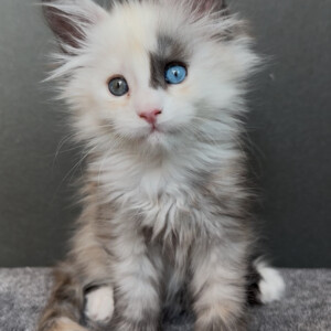 Stella Luna is a one of a kind, Smoke Tortie w/White and Herterochromia! Stella Luna