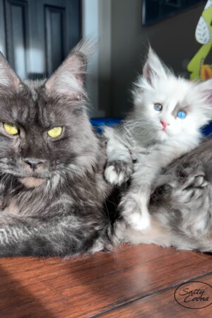 Stella Luna & Raven, her Mother Stella Luna $ Raven