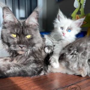 Stella Luna & Raven, her Mother Stella Luna $ Raven