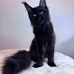 Clarisse is a Solid Black Beauty from France! Clarisse