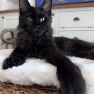 Clarisse is a Solid Black Beauty from France! Clarisse