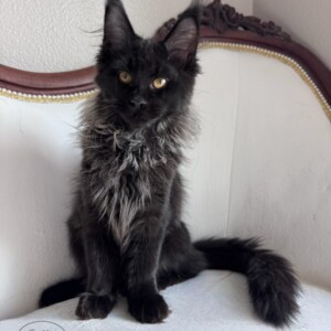 Clarisse is a Solid Black Beauty from France! Clarisse