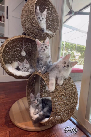 Modern Family Litter Modern Family Litter