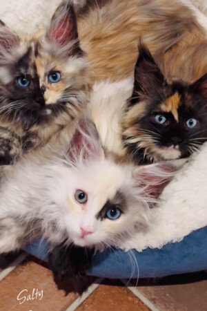 Blue Eyed Girls Blue Eyed Girls