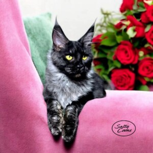 Rose, Black Smoke Rose