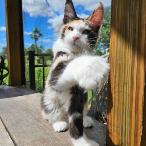 Hazel is our newest addition! Calico Polydactyl with Dominant Blue Eyes!