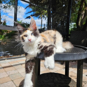 Hazel is our newest addition! Calico Polydactyl with Dominant Blue Eyes! Hazel