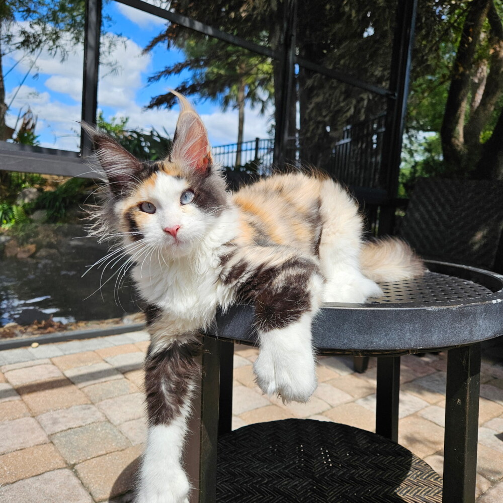 Hazel is our newest addition! Calico Polydactyl with Dominant Blue Eyes! Hazel