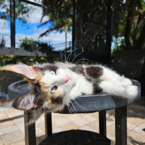 Hazel is our newest addition! Calico Polydactyl with Dominant Blue Eyes! hazel