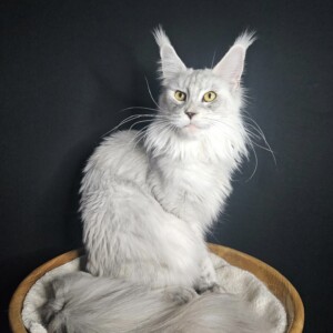 Mary Ann is a gorgeous High Silver Tortie from Germany