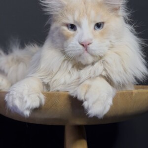 Cobalt is a stunning red silver shaded polydactyl male with Dominant Blue Eyes!