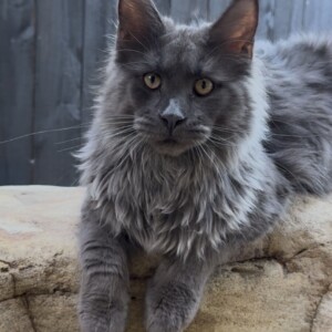 Adonis is our new Blue Smoke male from Germany! Adonis