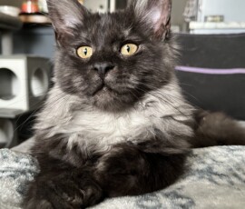 Lina, short for Thumbelina, is our new Black Smoke Polydactyl girl. Lina