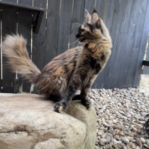 Clementine is a Black Tortie and is Amazing. She is from France. Clementine