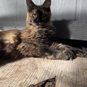 Clementine is an incredible Black Tortie from France! Clementine