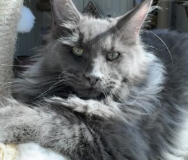 Violet, our Wonderful
Blue Smoke girl from Germany! Violet