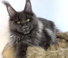 Violet is our new Blue Smoke girl from Germany! She is the sister of Adonis. Violet