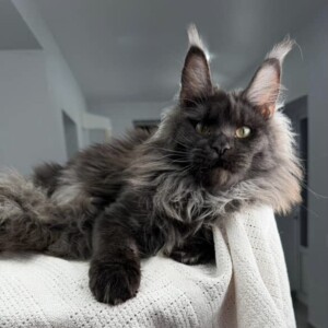 KoKo is a beautiful black smoke female.