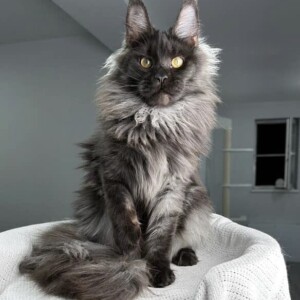 KoKo is a Black Smoke Female